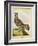 Male Grouse-Georges-Louis Buffon-Framed Giclee Print