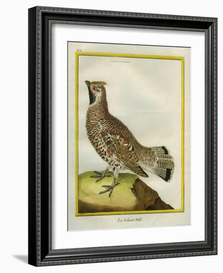 Male Grouse-Georges-Louis Buffon-Framed Giclee Print