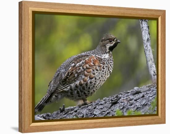 Male Hazel Grouse (Tetrastes - Bonasa Bonasia) Portrait, Kuusamo, Finland, June-Markus Varesvuo-Framed Premier Image Canvas