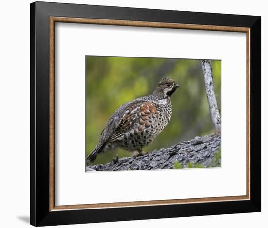 Male Hazel Grouse (Tetrastes - Bonasa Bonasia) Portrait, Kuusamo, Finland, June-Markus Varesvuo-Framed Photographic Print