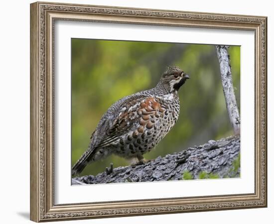 Male Hazel Grouse (Tetrastes - Bonasa Bonasia) Portrait, Kuusamo, Finland, June-Markus Varesvuo-Framed Photographic Print