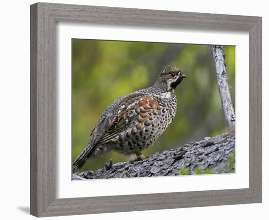 Male Hazel Grouse (Tetrastes - Bonasa Bonasia) Portrait, Kuusamo, Finland, June-Markus Varesvuo-Framed Photographic Print