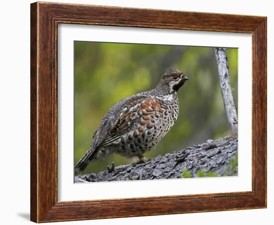 Male Hazel Grouse (Tetrastes - Bonasa Bonasia) Portrait, Kuusamo, Finland, June-Markus Varesvuo-Framed Photographic Print