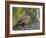 Male Hazel Grouse (Tetrastes - Bonasa Bonasia) Portrait, Kuusamo, Finland, June-Markus Varesvuo-Framed Photographic Print