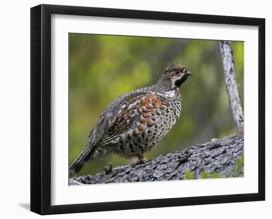 Male Hazel Grouse (Tetrastes - Bonasa Bonasia) Portrait, Kuusamo, Finland, June-Markus Varesvuo-Framed Photographic Print