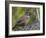 Male Hazel Grouse (Tetrastes - Bonasa Bonasia) Portrait, Kuusamo, Finland, June-Markus Varesvuo-Framed Photographic Print