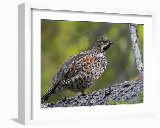 Male Hazel Grouse (Tetrastes - Bonasa Bonasia) Portrait, Kuusamo, Finland, June-Markus Varesvuo-Framed Photographic Print