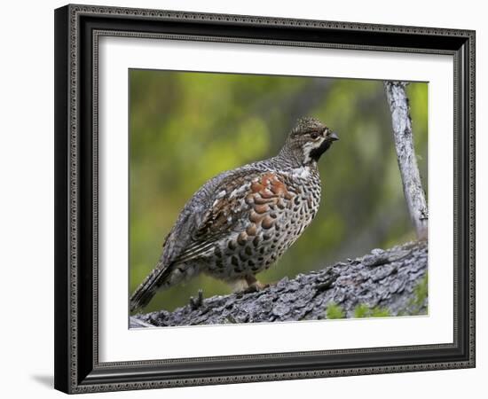 Male Hazel Grouse (Tetrastes - Bonasa Bonasia) Portrait, Kuusamo, Finland, June-Markus Varesvuo-Framed Photographic Print