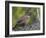 Male Hazel Grouse (Tetrastes - Bonasa Bonasia) Portrait, Kuusamo, Finland, June-Markus Varesvuo-Framed Photographic Print