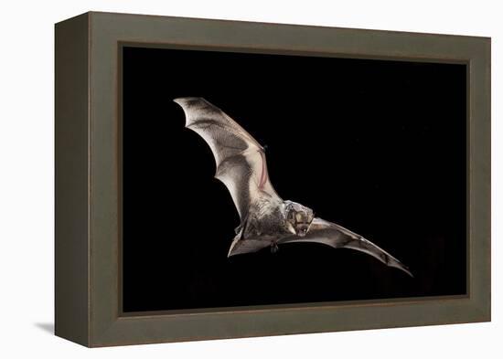 Male Hoary Bat (Lasiurus Cinereus) in Flight-Michael Durham-Framed Premier Image Canvas