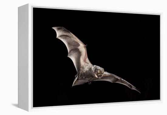 Male Hoary Bat (Lasiurus Cinereus) in Flight-Michael Durham-Framed Premier Image Canvas