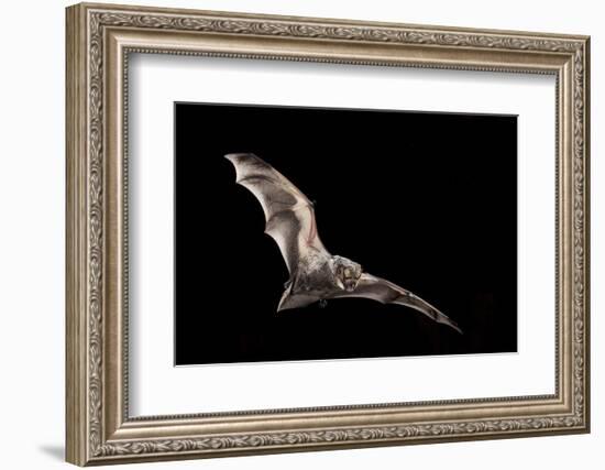 Male Hoary Bat (Lasiurus Cinereus) in Flight-Michael Durham-Framed Photographic Print