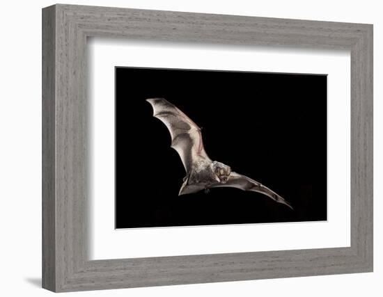 Male Hoary Bat (Lasiurus Cinereus) in Flight-Michael Durham-Framed Photographic Print