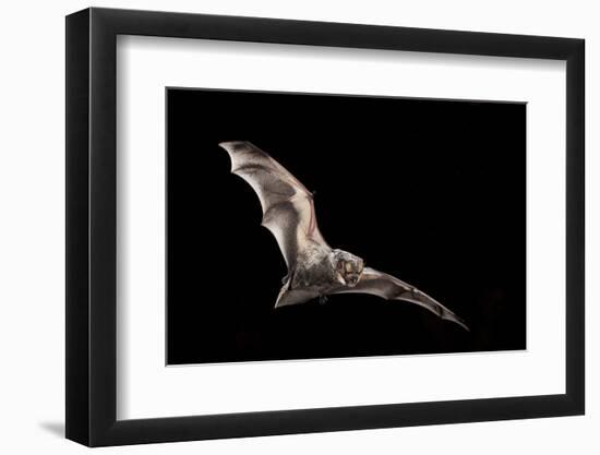 Male Hoary Bat (Lasiurus Cinereus) in Flight-Michael Durham-Framed Photographic Print