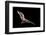 Male Hoary Bat (Lasiurus Cinereus) in Flight-Michael Durham-Framed Photographic Print
