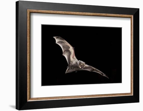 Male Hoary Bat (Lasiurus Cinereus) in Flight-Michael Durham-Framed Photographic Print