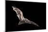 Male Hoary Bat (Lasiurus Cinereus) in Flight-Michael Durham-Mounted Photographic Print