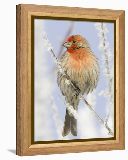 Male house finch on hoarfrost-covered tree in winter-Scott T^ Smith-Framed Premier Image Canvas