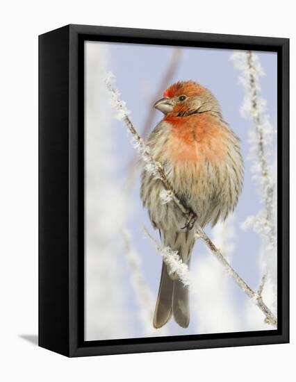 Male house finch on hoarfrost-covered tree in winter-Scott T^ Smith-Framed Premier Image Canvas