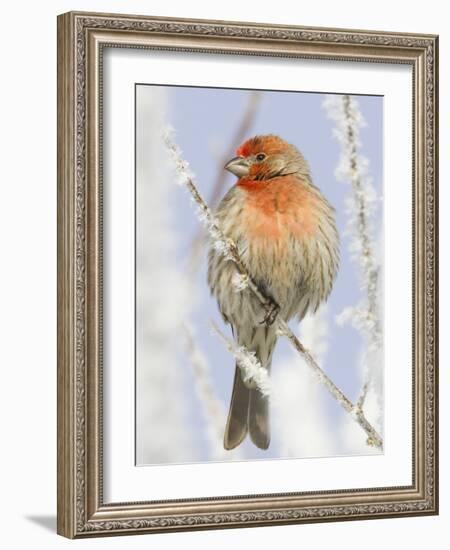 Male house finch on hoarfrost-covered tree in winter-Scott T^ Smith-Framed Photographic Print