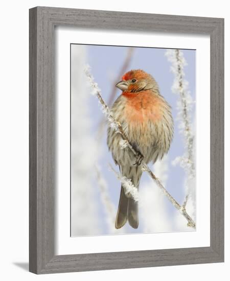 Male house finch on hoarfrost-covered tree in winter-Scott T^ Smith-Framed Photographic Print