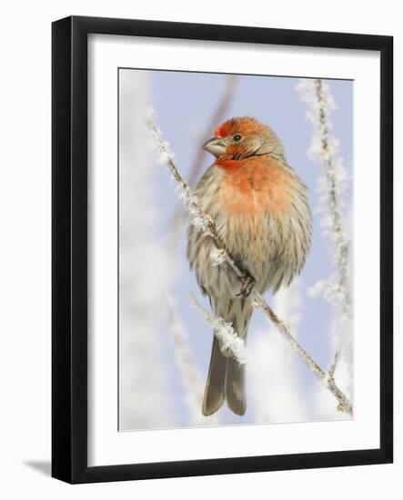 Male house finch on hoarfrost-covered tree in winter-Scott T^ Smith-Framed Photographic Print