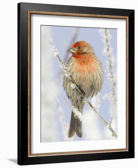 Male house finch on hoarfrost-covered tree in winter-Scott T^ Smith-Framed Photographic Print