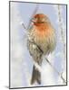 Male house finch on hoarfrost-covered tree in winter-Scott T^ Smith-Mounted Photographic Print