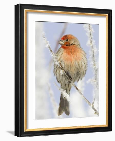 Male house finch on hoarfrost-covered tree in winter-Scott T^ Smith-Framed Photographic Print