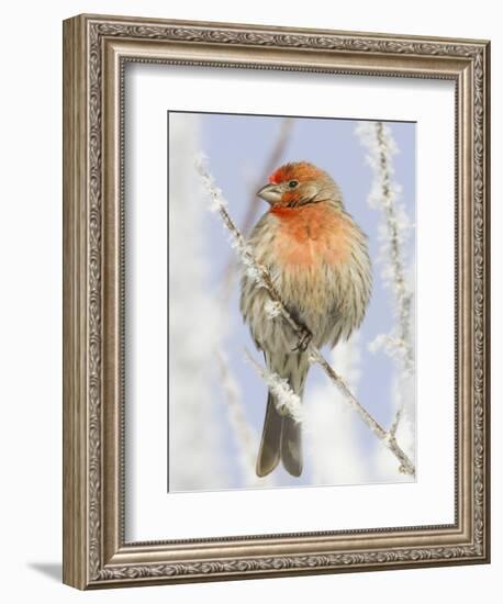 Male house finch on hoarfrost-covered tree in winter-Scott T^ Smith-Framed Photographic Print