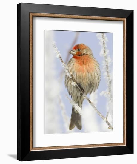 Male house finch on hoarfrost-covered tree in winter-Scott T^ Smith-Framed Photographic Print