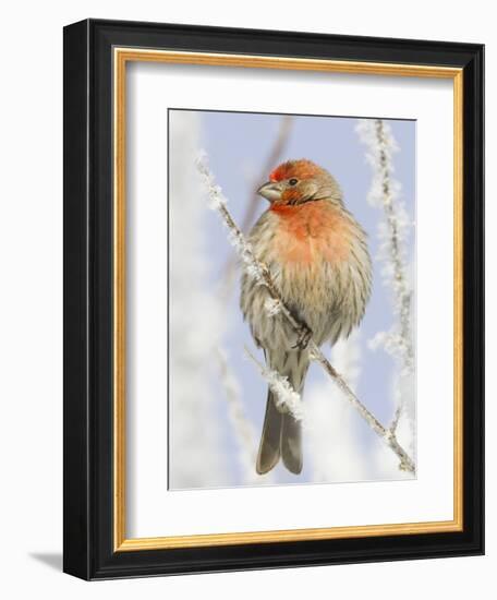 Male house finch on hoarfrost-covered tree in winter-Scott T^ Smith-Framed Photographic Print