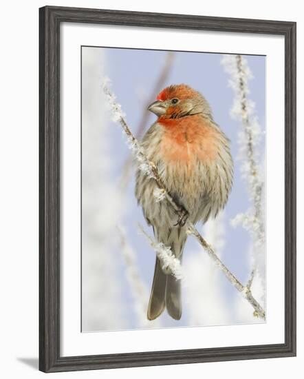 Male house finch on hoarfrost-covered tree in winter-Scott T^ Smith-Framed Photographic Print