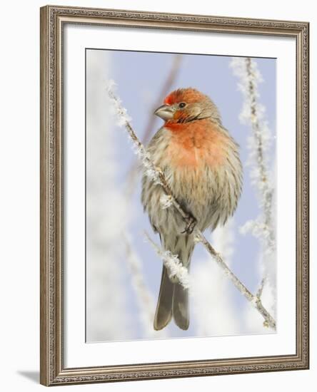 Male house finch on hoarfrost-covered tree in winter-Scott T^ Smith-Framed Photographic Print