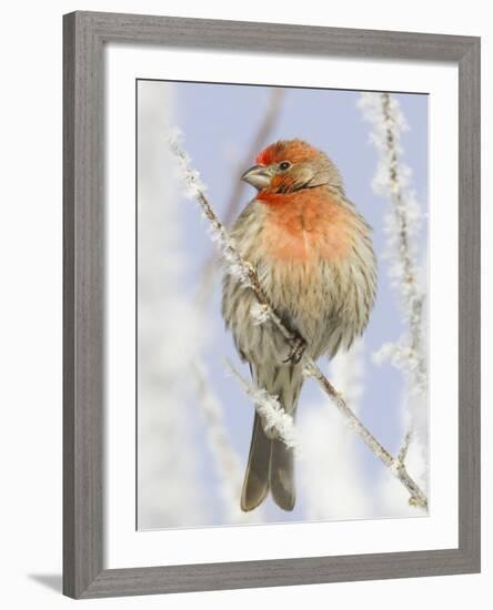 Male house finch on hoarfrost-covered tree in winter-Scott T^ Smith-Framed Photographic Print