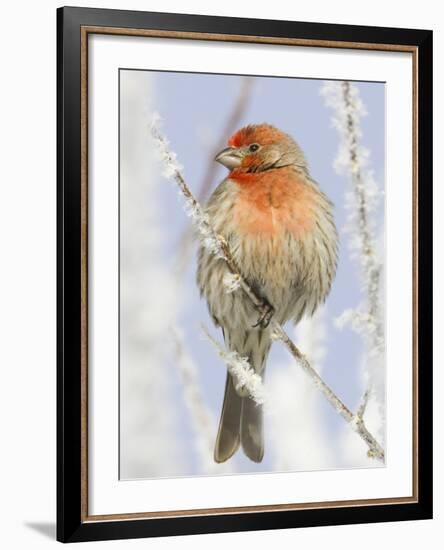 Male house finch on hoarfrost-covered tree in winter-Scott T^ Smith-Framed Photographic Print