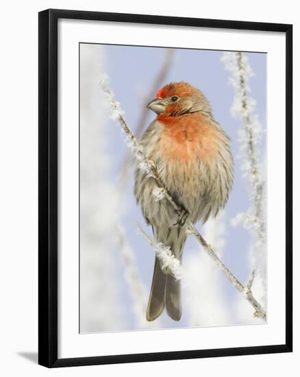 Male house finch on hoarfrost-covered tree in winter-Scott T^ Smith-Framed Photographic Print