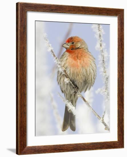 Male house finch on hoarfrost-covered tree in winter-Scott T^ Smith-Framed Photographic Print