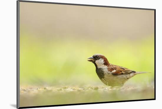 Male House Sparrow (Passer Domesticus) Feeding on the Ground, Perthshire, Scotland, UK, July-Fergus Gill-Mounted Photographic Print