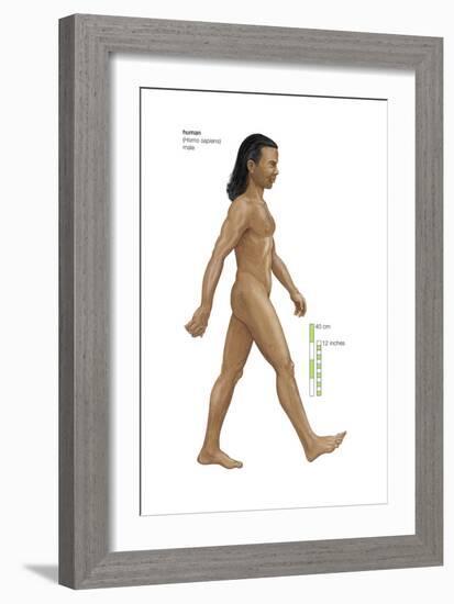 Male Human Being (Homo Sapiens), Ape, Mammals-Encyclopaedia Britannica-Framed Art Print