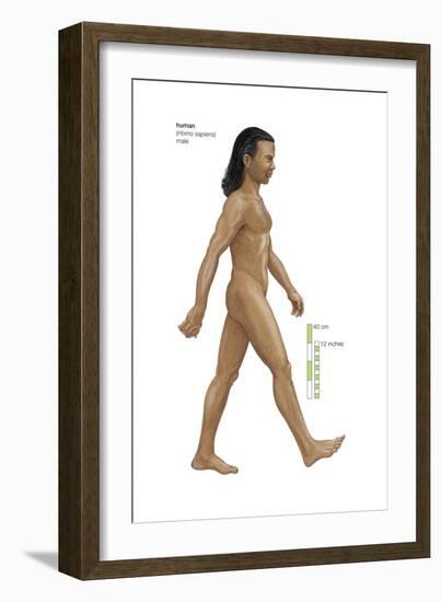 Male Human Being (Homo Sapiens), Ape, Mammals-Encyclopaedia Britannica-Framed Art Print