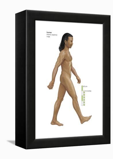 Male Human Being (Homo Sapiens), Ape, Mammals-Encyclopaedia Britannica-Framed Stretched Canvas