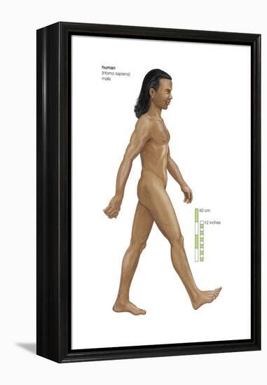 Male Human Being (Homo Sapiens), Ape, Mammals-Encyclopaedia Britannica-Framed Stretched Canvas