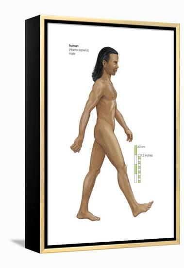 Male Human Being (Homo Sapiens), Ape, Mammals-Encyclopaedia Britannica-Framed Stretched Canvas