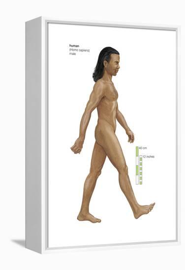 Male Human Being (Homo Sapiens), Ape, Mammals-Encyclopaedia Britannica-Framed Stretched Canvas