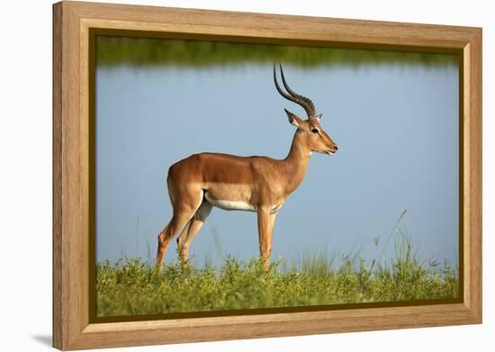 Male impala (Aepyceros melampus melampus), Chobe River, Chobe National Park, Botswana, Africa-David Wall-Framed Premier Image Canvas