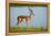 Male impala (Aepyceros melampus melampus), Chobe River, Chobe National Park, Botswana, Africa-David Wall-Framed Premier Image Canvas