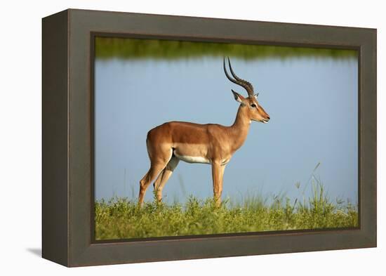 Male impala (Aepyceros melampus melampus), Chobe River, Chobe National Park, Botswana, Africa-David Wall-Framed Premier Image Canvas