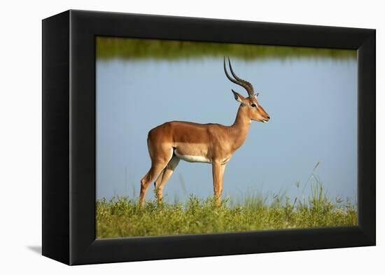 Male impala (Aepyceros melampus melampus), Chobe River, Chobe National Park, Botswana, Africa-David Wall-Framed Premier Image Canvas