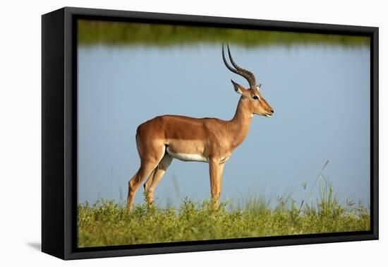 Male impala (Aepyceros melampus melampus), Chobe River, Chobe National Park, Botswana, Africa-David Wall-Framed Premier Image Canvas